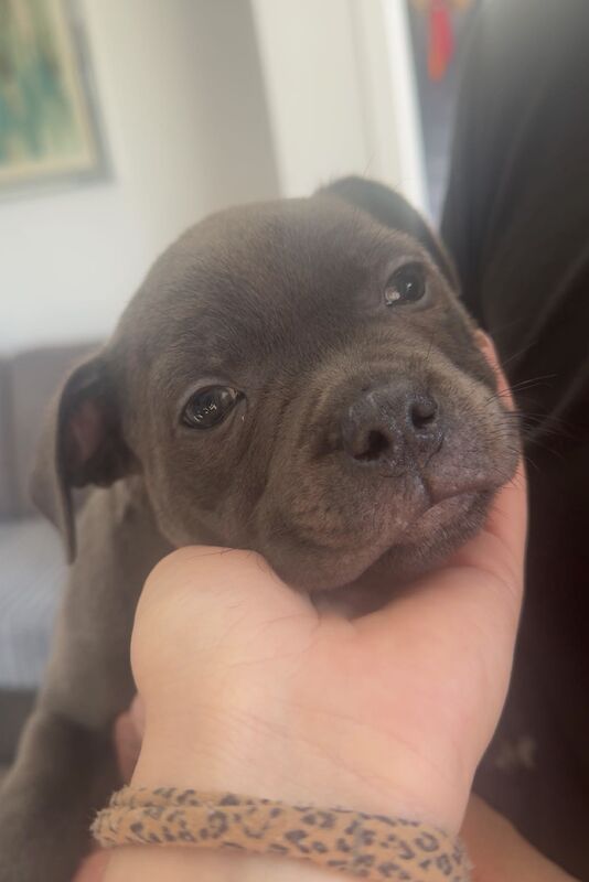 Staffordshire Bull terrier ready to leave for forever home - Image 2 of 4