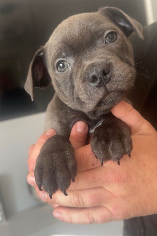 Staffordshire Bull terrier ready to leave for forever home - Image 3 of 4