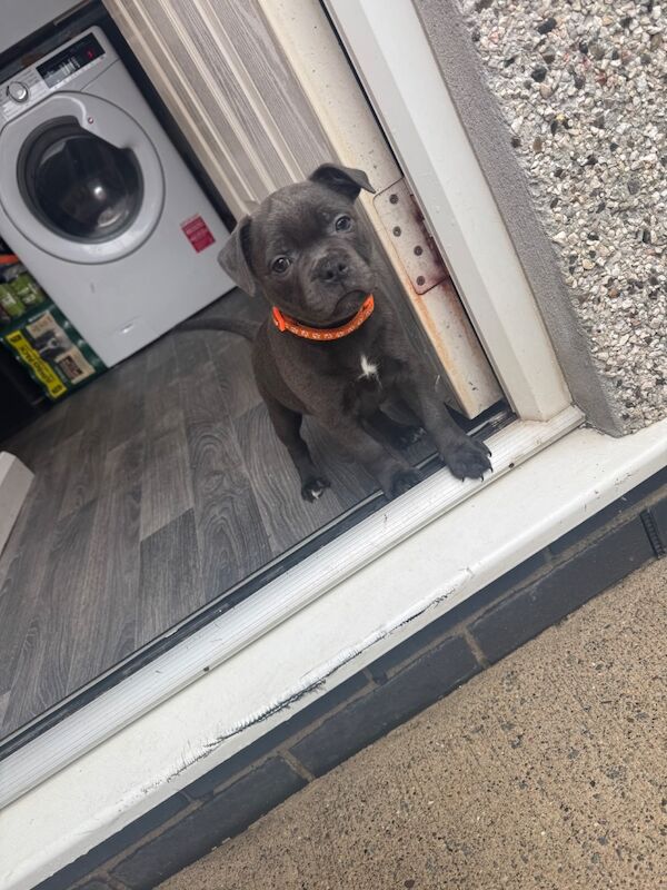 Staffordshire Bull terrier ready to leave for forever home - Image 4 of 4