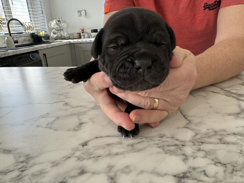 Staffordshire Bull Terrier puppies for sale in Trimdon Grange, County Durham – 1 year old
