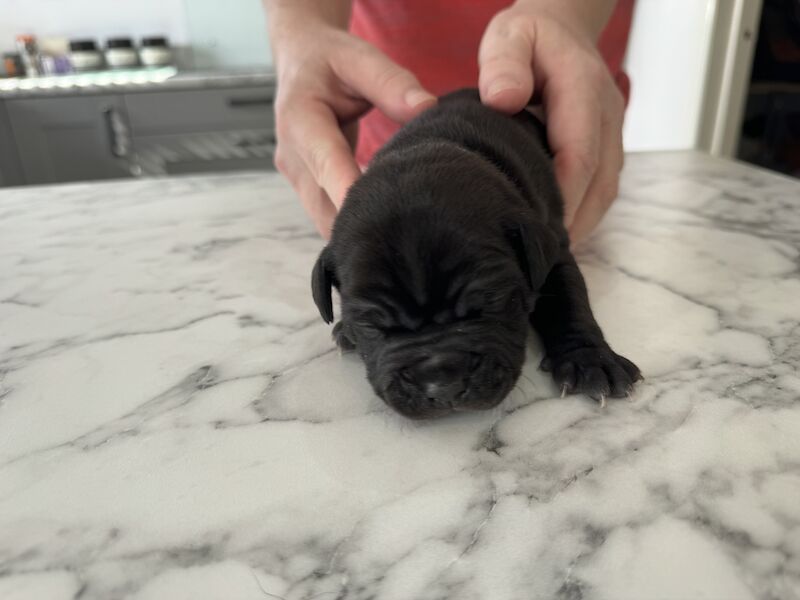 Staffordshire bull terrier for sale in Trimdon Grange, County Durham | Image 2