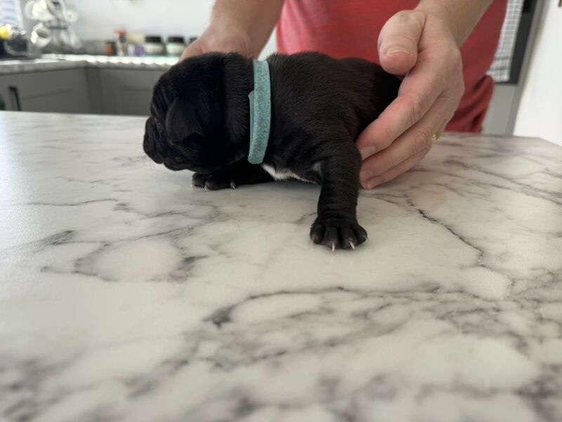 Staffordshire bull terrier for sale in Trimdon Grange, County Durham | Image 4