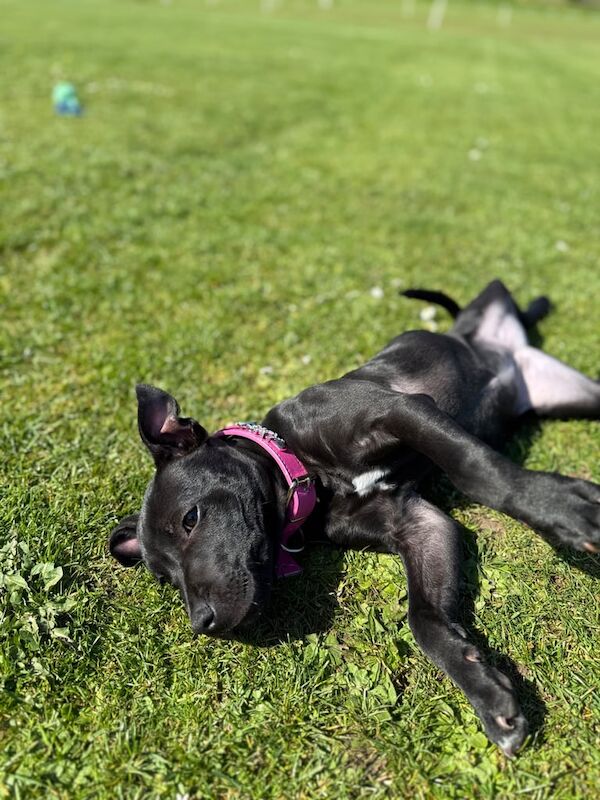 Staffordshire bull terrier for sale in Dungannon, County Tyrone