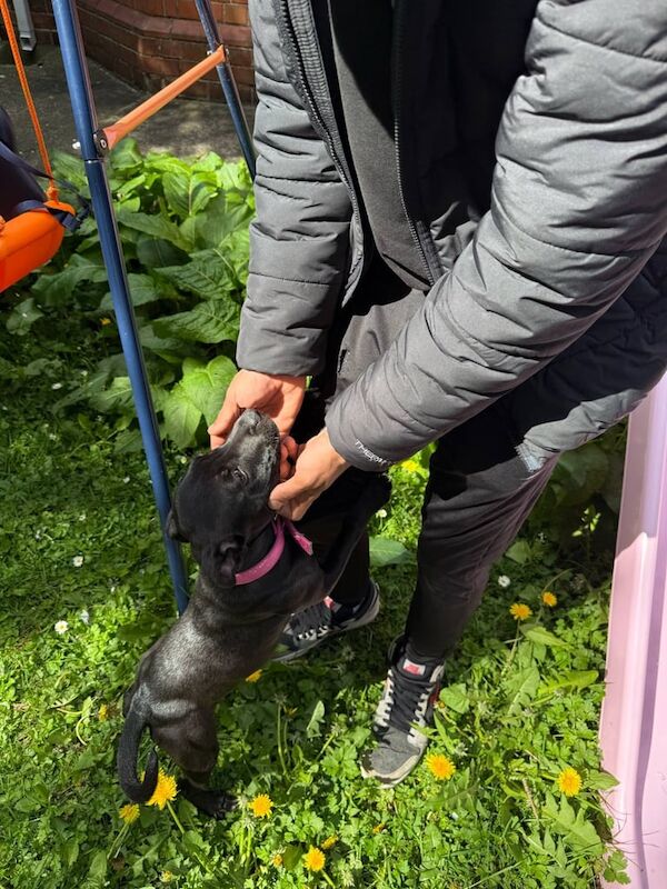 Staffordshire bull terrier for sale in Dungannon, County Tyrone - Image 2