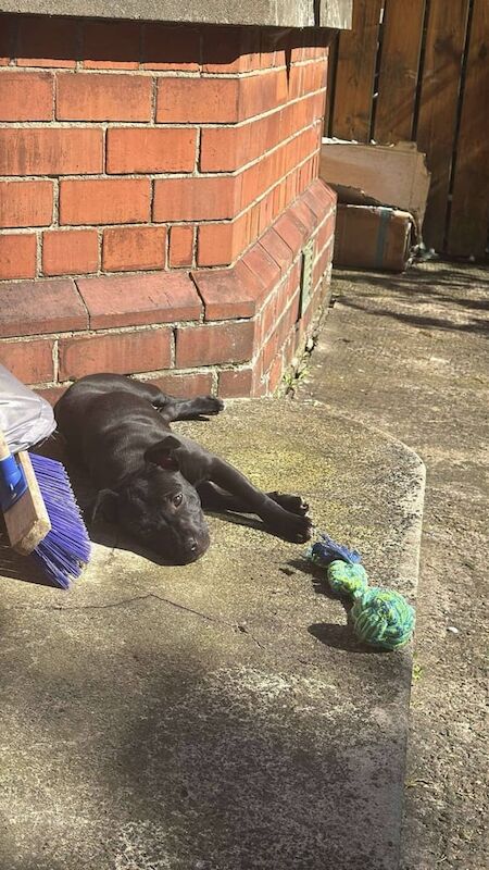 Staffordshire bull terrier for sale in Dungannon, County Tyrone - Image 3