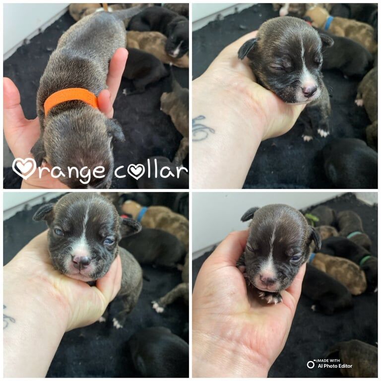 Staffordshire bull terrier for sale in Boncath, Dyfed
