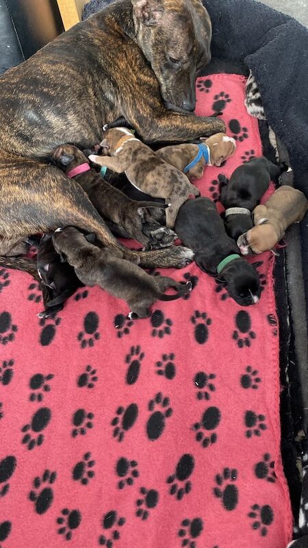 Staffordshire bull terrier for sale in Boncath, Dyfed - Image 2