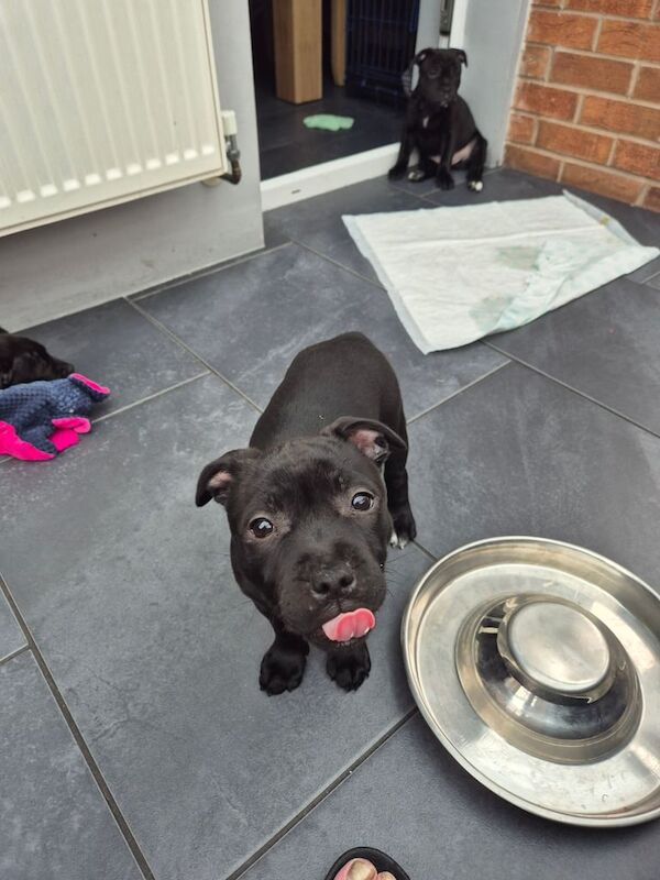 Staffordshire Bull Terrier for sale in Ashton-under-Lyne, Greater Manchester