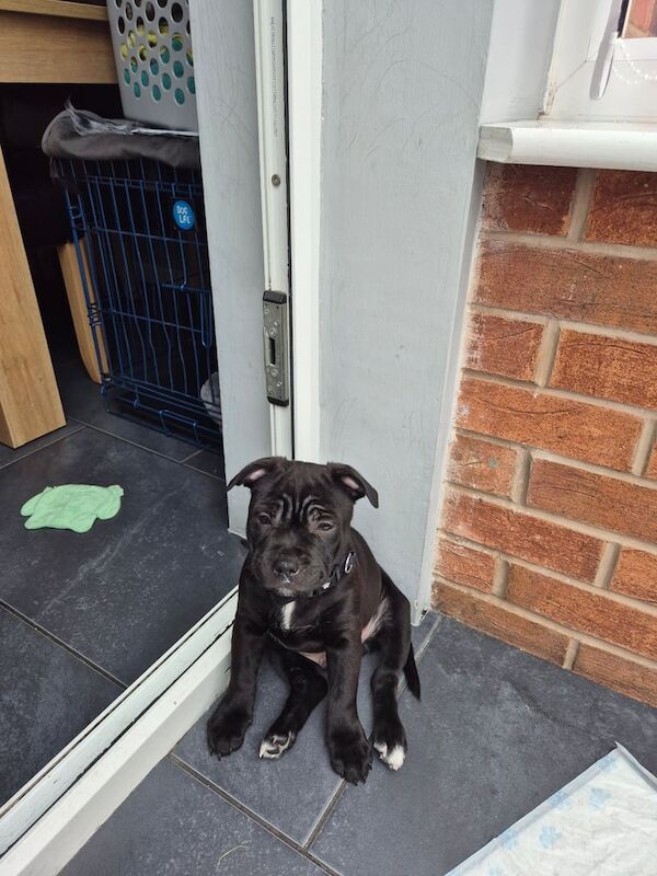 Staffordshire Bull Terrier for sale in Ashton-under-Lyne, Greater Manchester | Image 2