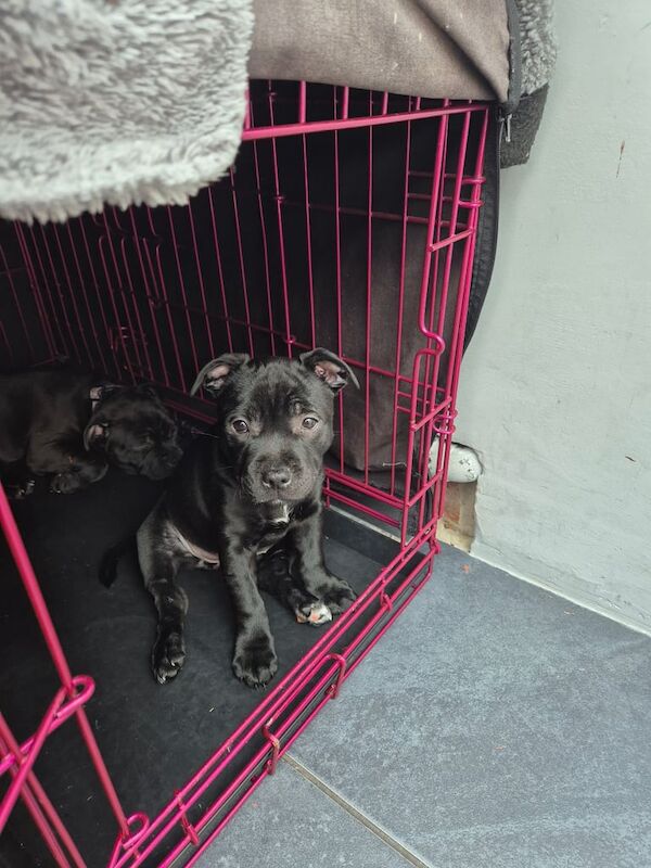 Staffordshire Bull Terrier for sale in Ashton-under-Lyne, Greater Manchester | Image 3