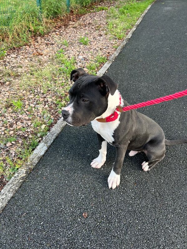 Staffordshire Bull Terrier puppies for sale in Dungannon, County Tyrone – 6 months old