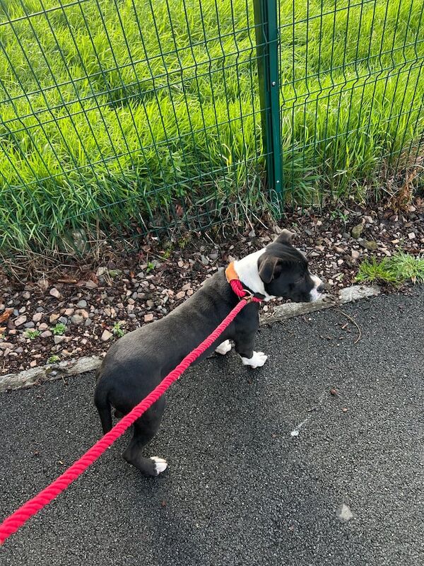 Staffordshire Bull Terrier puppies for sale in Dungannon, County Tyrone – 6 months old - Image 2 of 3