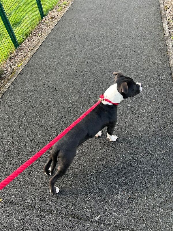 Staffordshire Bull Terrier puppies for sale in Dungannon, County Tyrone – 6 months old - Image 3 of 3