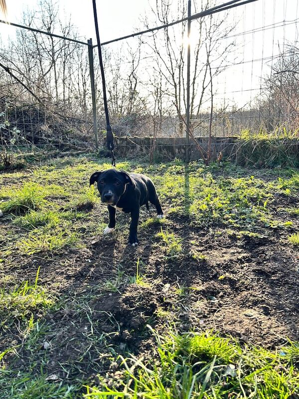 Staffordshire Bull Terrier puppies for sale in Merthyr Tydfil / Merthyr Tudful, Mid Glamorgan – 7 months old