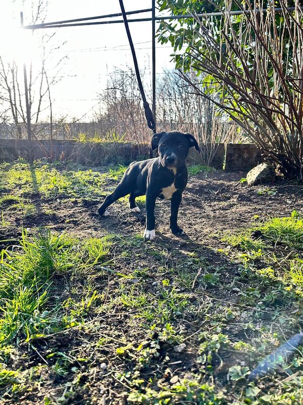 Staffordshire Bull Terrier puppies for sale in Merthyr Tydfil / Merthyr Tudful, Mid Glamorgan – 7 months old - Image 2 of 3