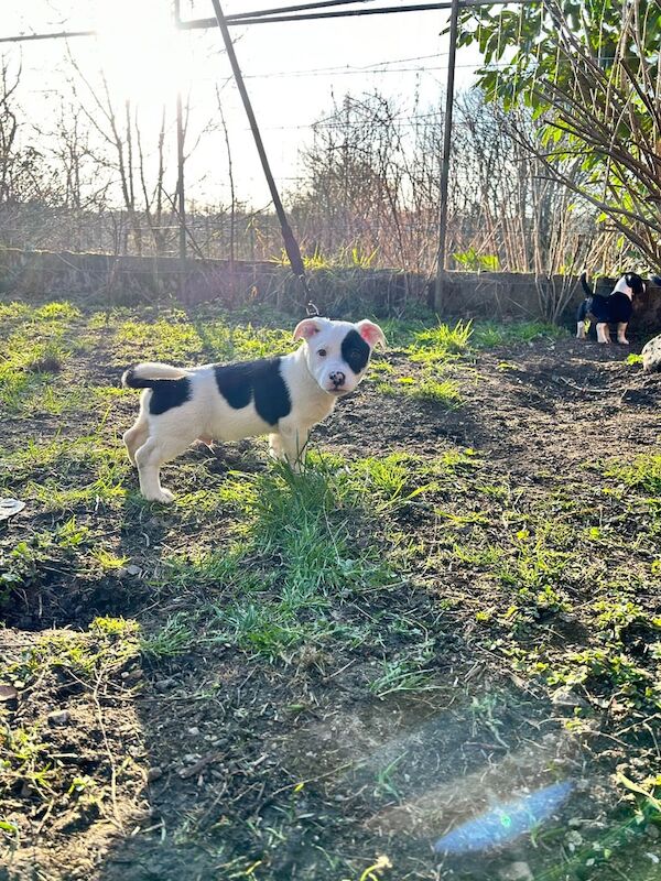 Staffordshire Bull Terrier puppies for sale in Merthyr Tydfil / Merthyr Tudful, Mid Glamorgan – 7 months old - Image 3 of 3