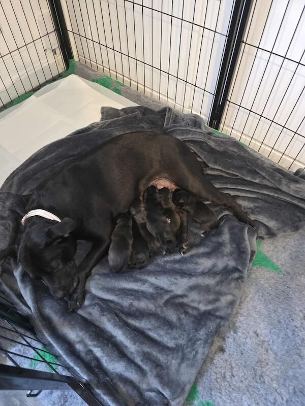 Staffordshire Bull Terrier puppies for sale in Lochgelly, Fife – 2 days old