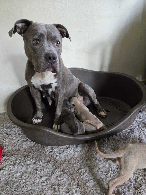 Staffordshire Bull Terrier puppies for sale in Camberwell, Greater London – 8 weeks old