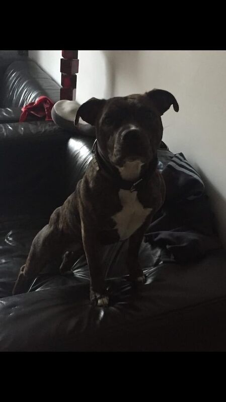 Staffordshire Bull Terrier puppies for sale in Islington, Greater London – 10 weeks old