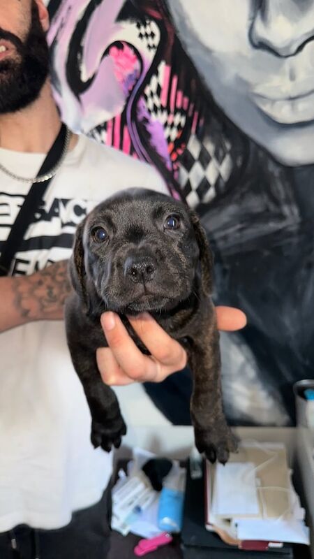 Staffordshire Bull Terrier puppies for sale in Islington, Greater London – 10 weeks old - Image 3 of 3