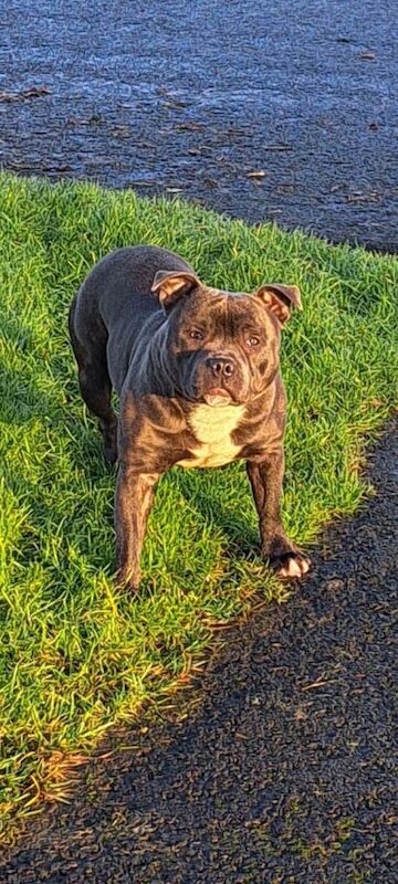 Staffie Puppies For Sale