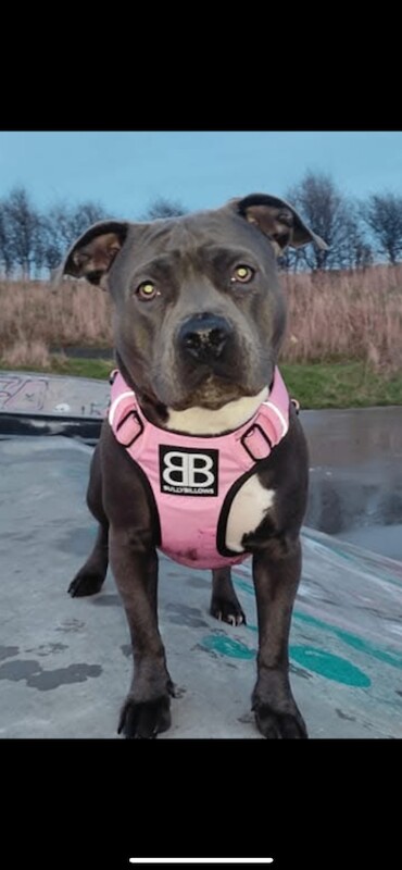 Staffordshire Bull Terrier puppies for sale in Bridge of Don, City of Aberdeen – 4 years old
