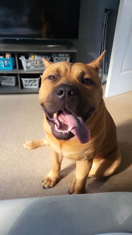 Staffordshire Bull Terrier puppies for sale in Peterborough, Cambridgeshire – 1 year old