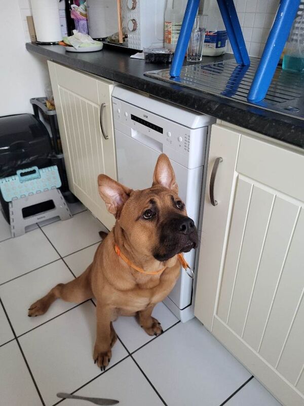 Staffordshire Bull Terrier puppies for sale in Peterborough, Cambridgeshire – 1 year old - Image 2 of 4