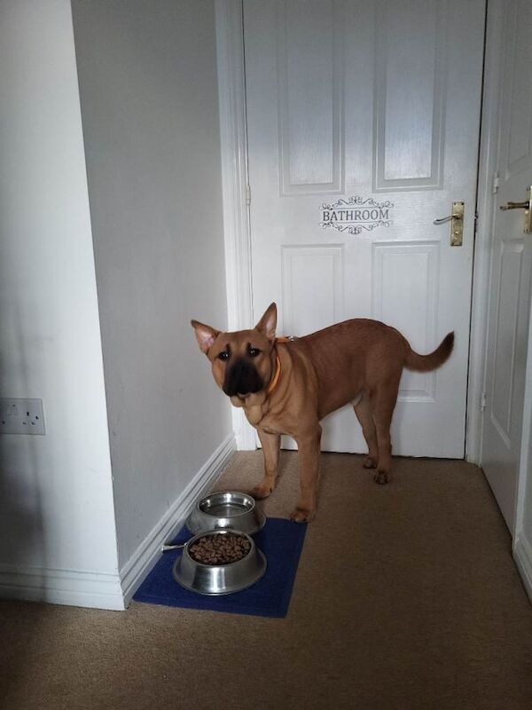 Staffordshire Bull Terrier puppies for sale in Peterborough, Cambridgeshire – 1 year old - Image 3 of 4