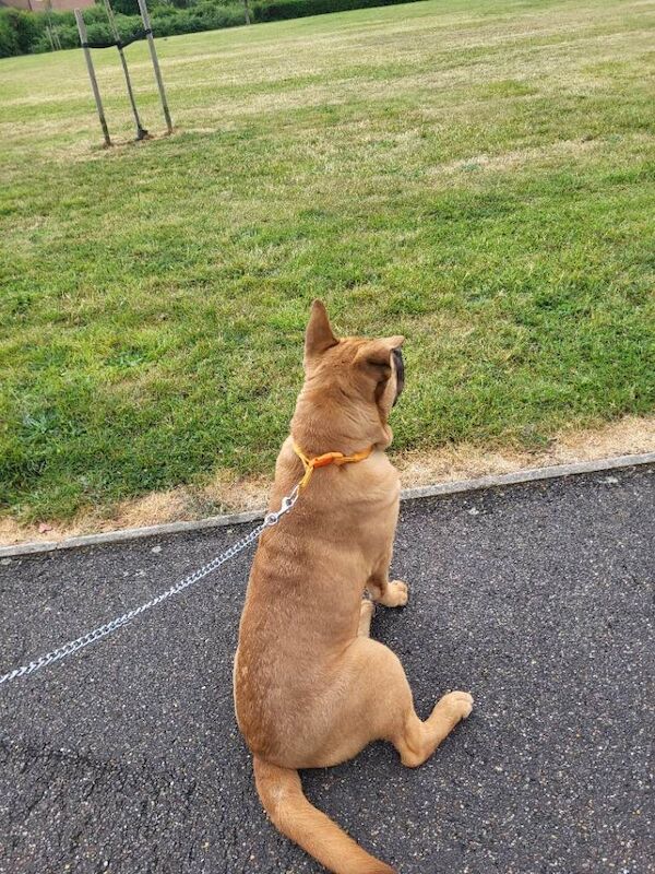 Staffordshire Bull Terrier puppies for sale in Peterborough, Cambridgeshire – 1 year old - Image 4 of 4