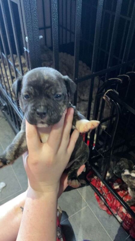 Staffordshire Bull Terrier puppies for sale in Pembroke Dock / Doc Penfro, Dyfed – 8 weeks old