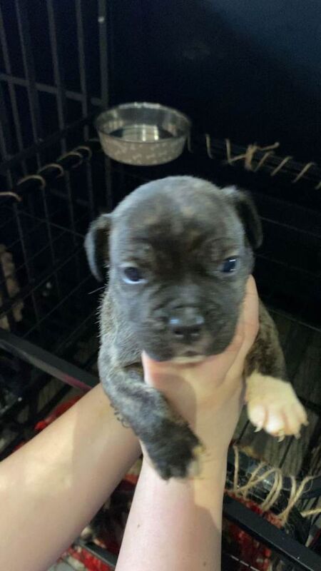 Staffordshire bull terrier - Image 2 of 4