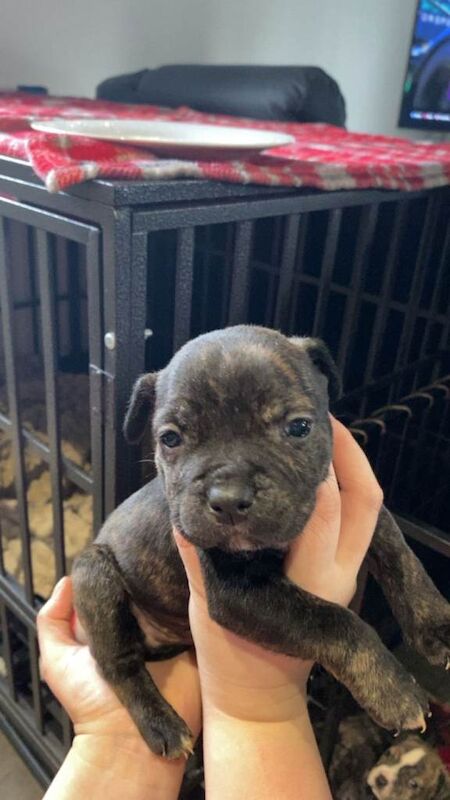 Staffordshire bull terrier - Image 3 of 4