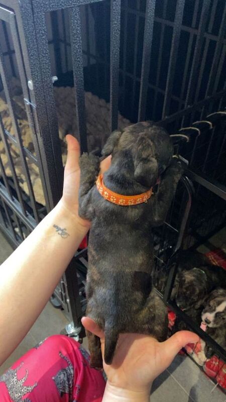 Staffordshire bull terrier - Image 4 of 4