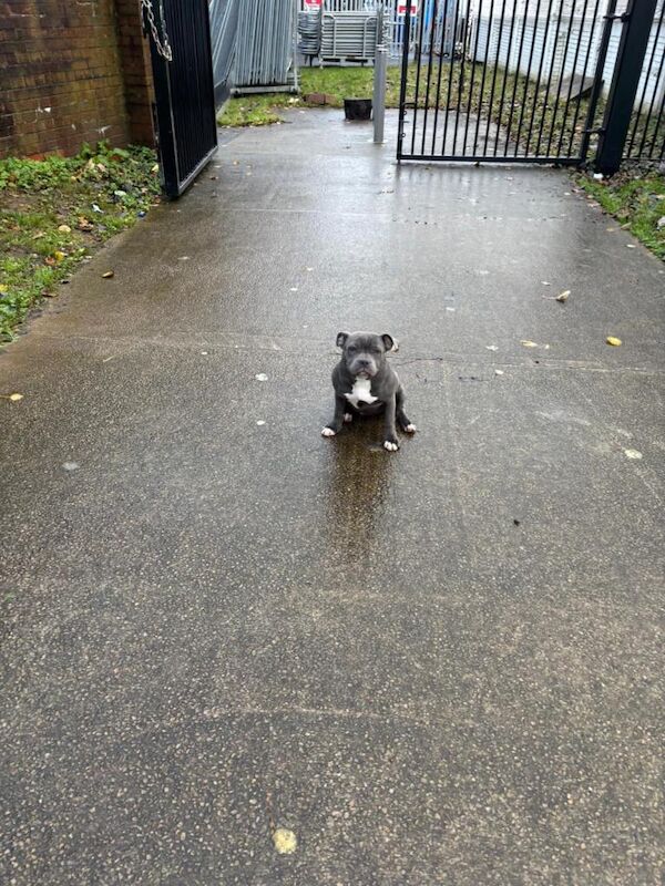 Staffordshire Bull Terrier Puppies For Sale Under £1,000