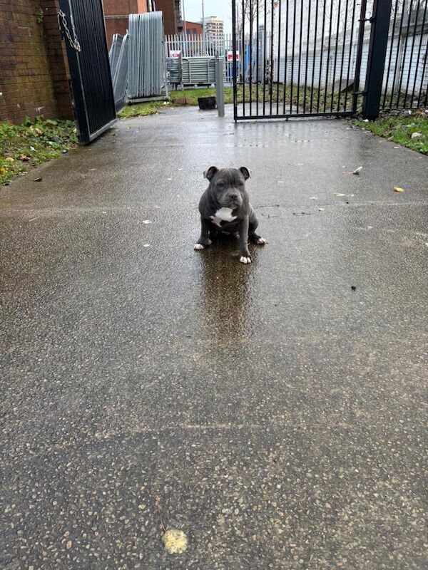 Staffordshire Bull Terrier puppies for sale in County Antrim – KC registered, 8 months old - Image 2 of 3
