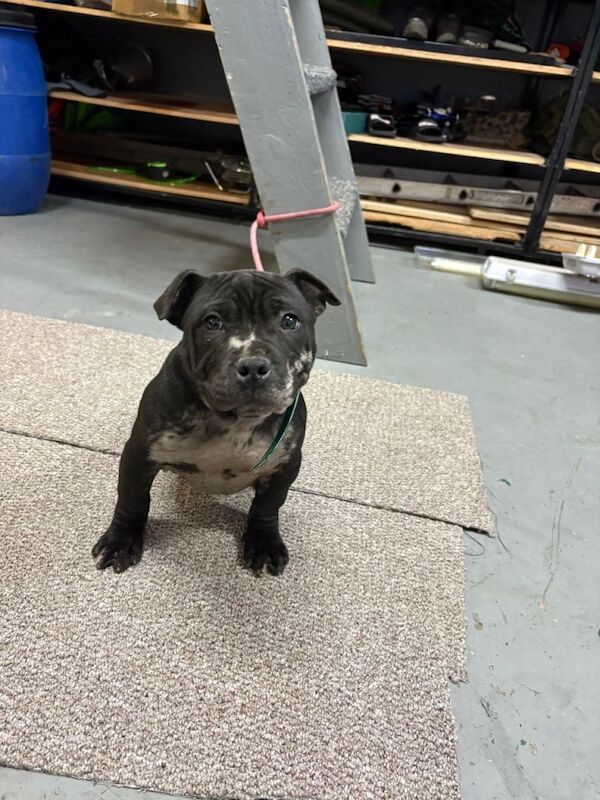 Staffie Puppies For Sale