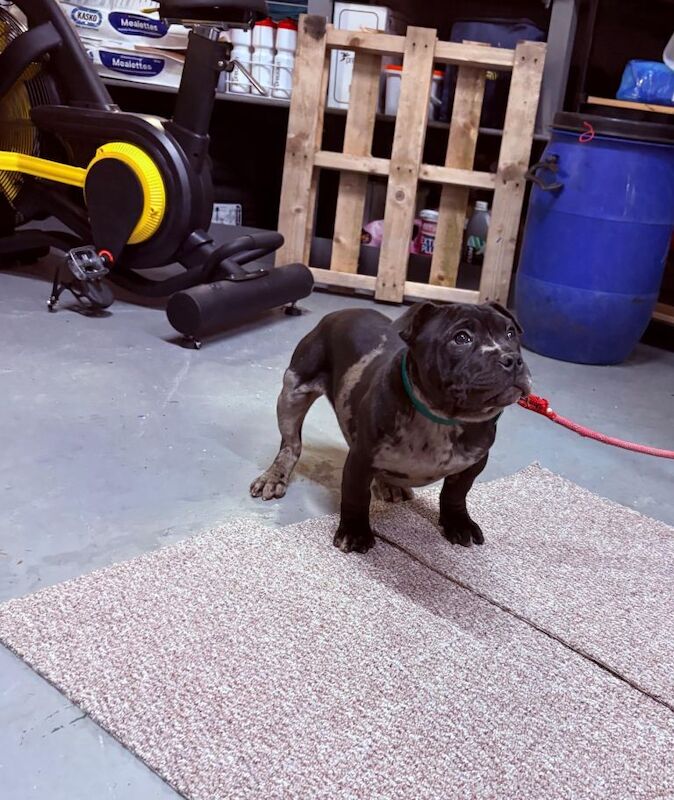 Staffordshire bull terrier - Image 2 of 3