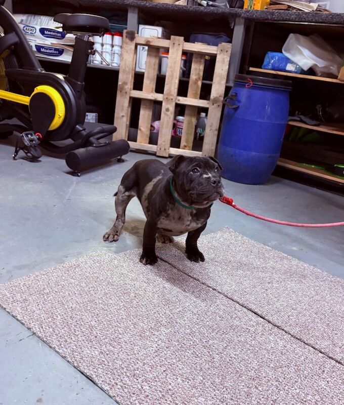 Staffordshire bull terrier - Image 3 of 3