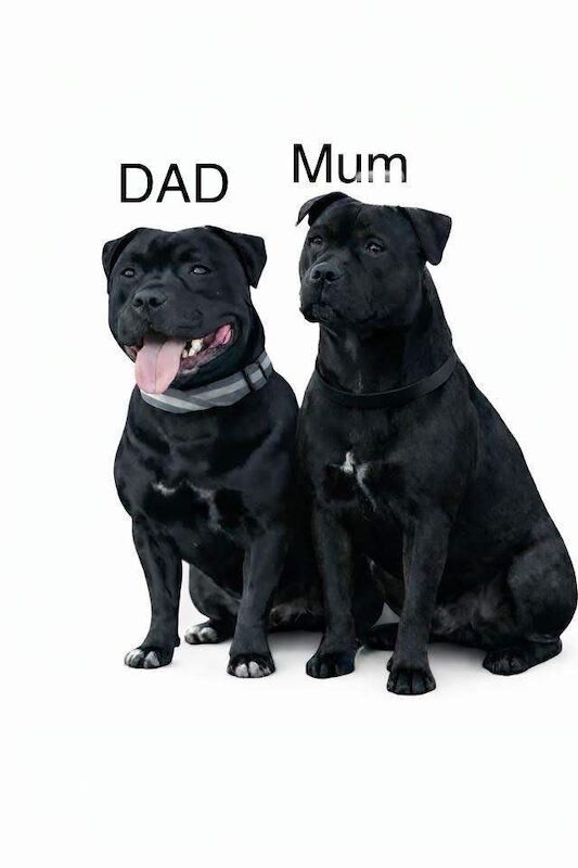 Staffordshire bull terrier - Image 2 of 4