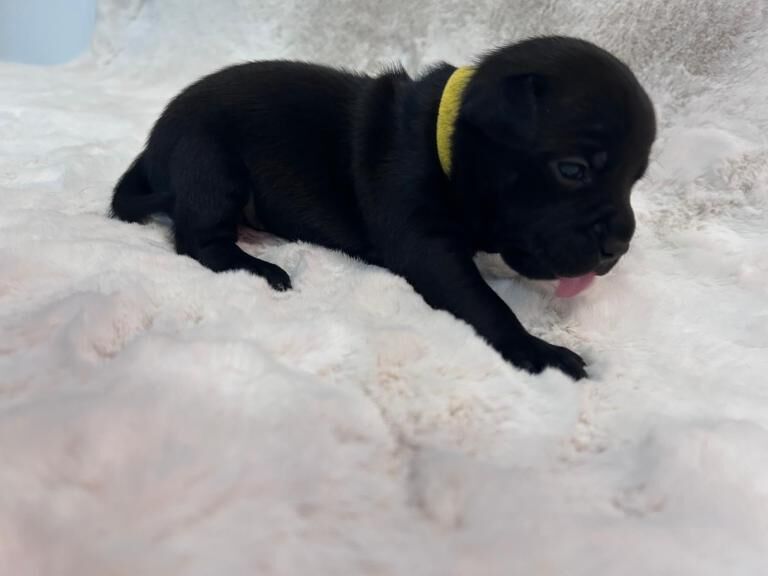 Staffordshire bull terrier - Image 4 of 4