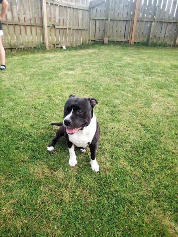 Staffordshire Bull Terrier
