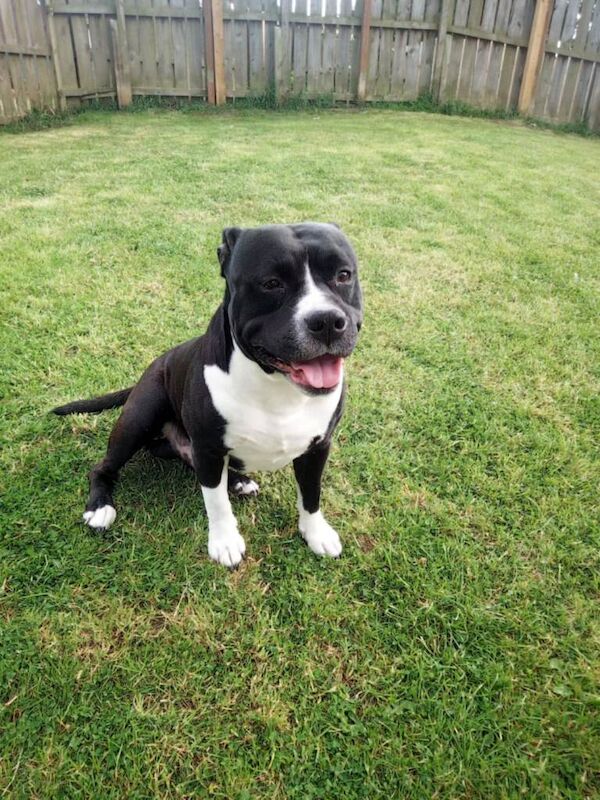 Staffordshire Bull Terrier - Image 2 of 3