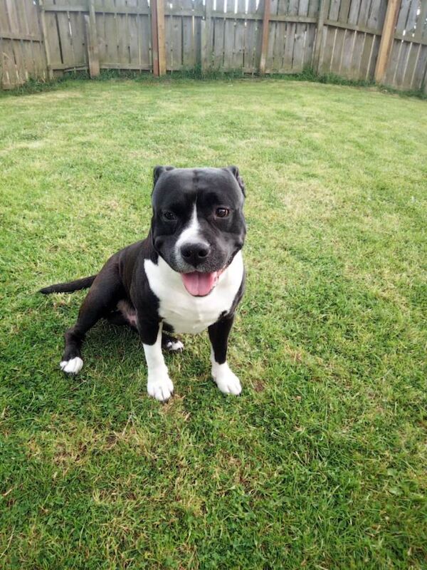 Staffordshire Bull Terrier - Image 3 of 3