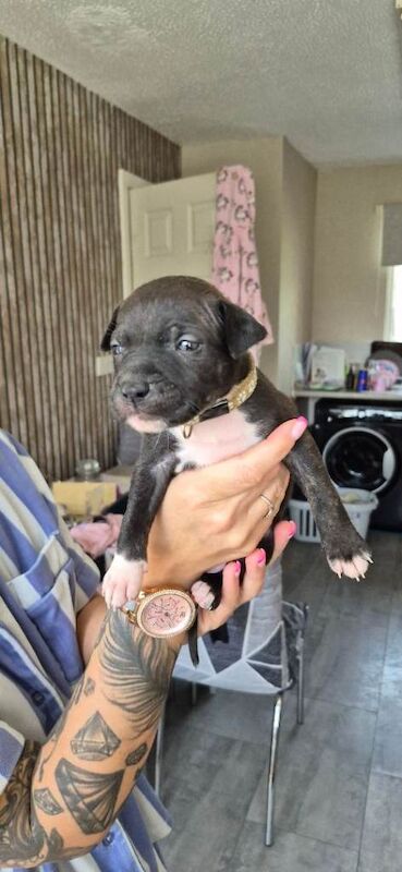Staffie Puppies For Sale