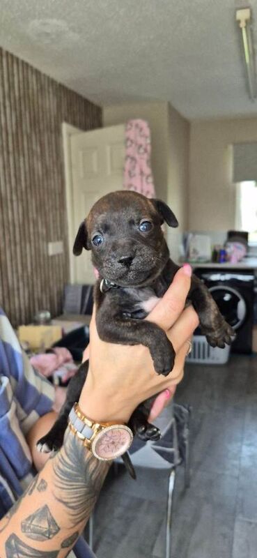 Staffordshire bull terrier - Image 2 of 5