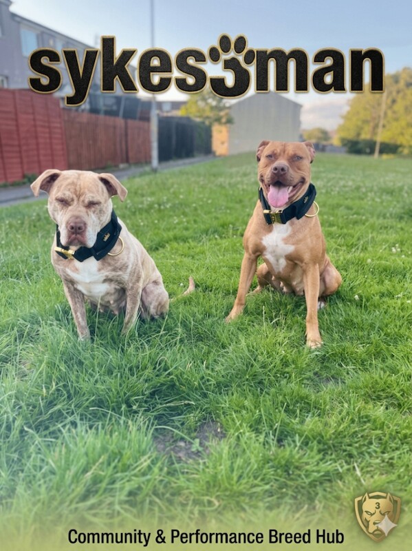 Staffordshire bull terrier - Image 3 of 5