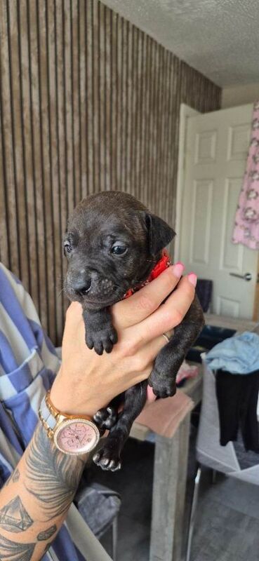 Staffordshire bull terrier - Image 4 of 5