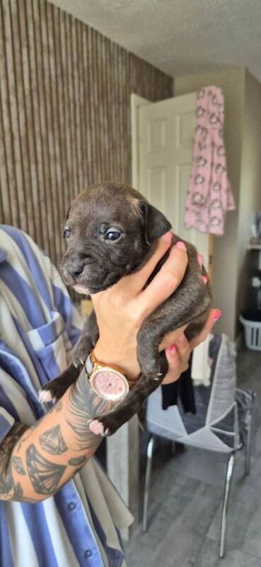 Staffordshire bull terrier - Image 5 of 5
