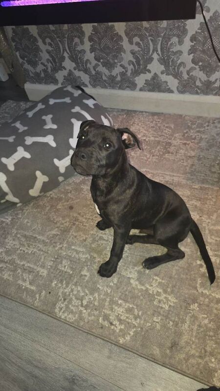 Staffordshire bull terrier